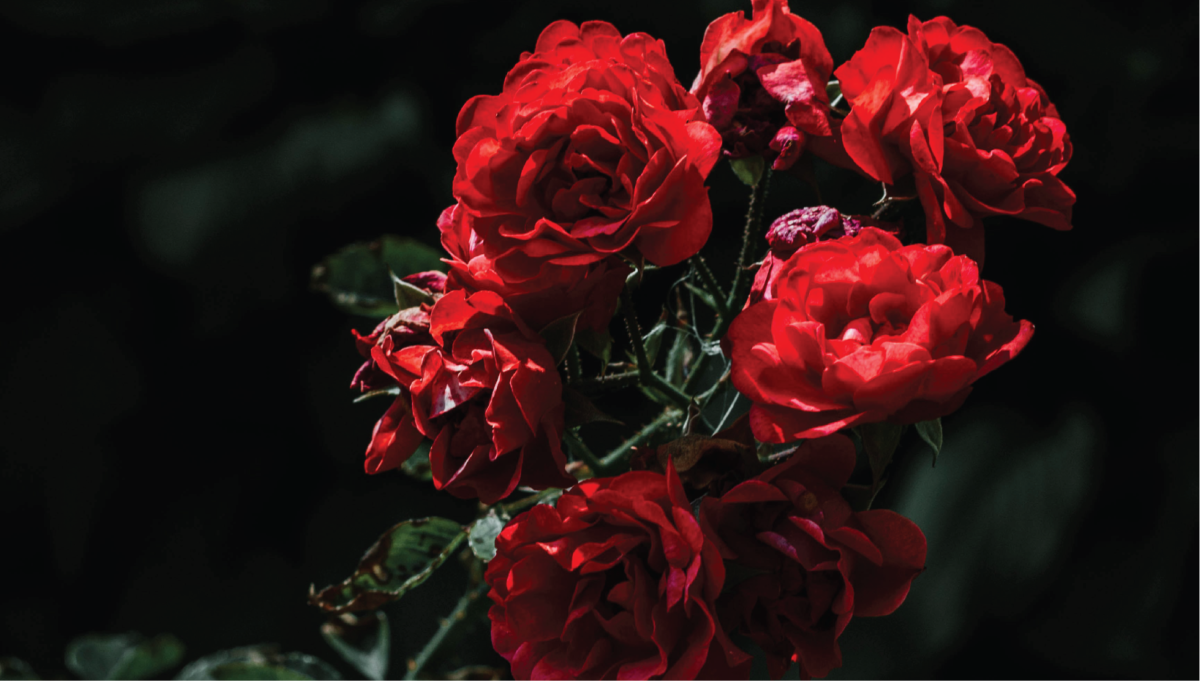 Roses on a black background